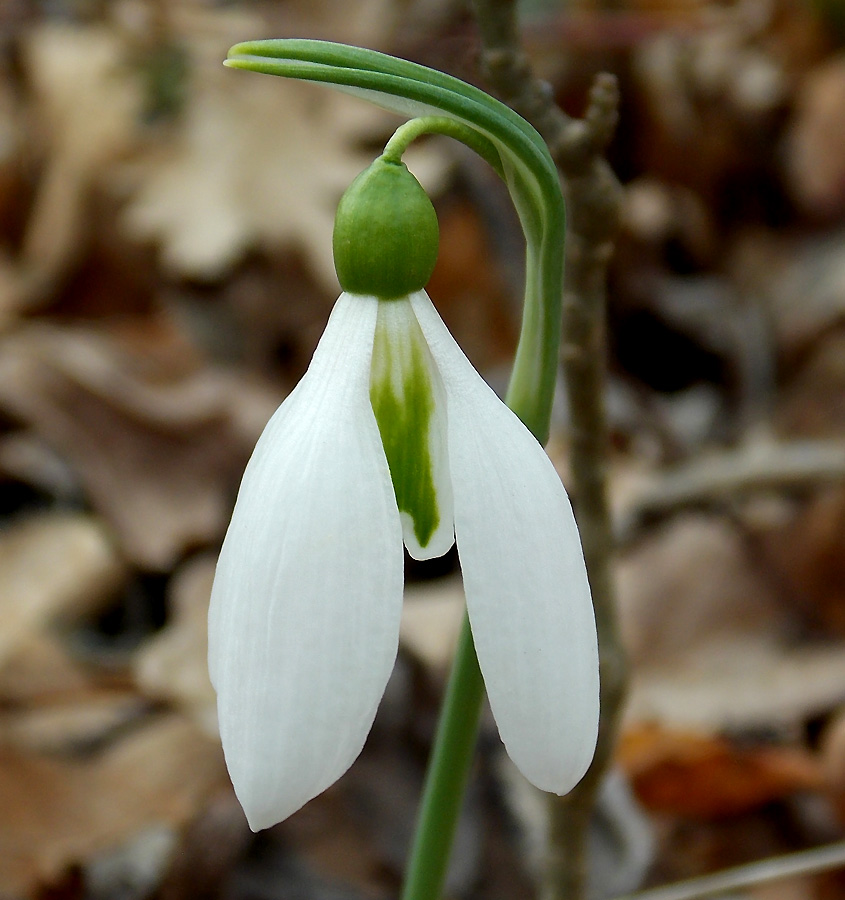 Image of Galanthus plicatus specimen.