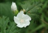 Malva moschata