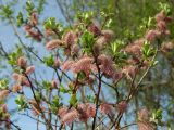 Salix krylovii