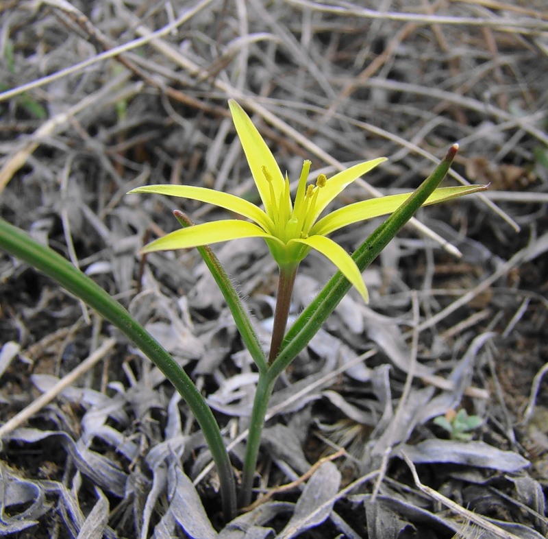 Изображение особи Gagea maeotica.