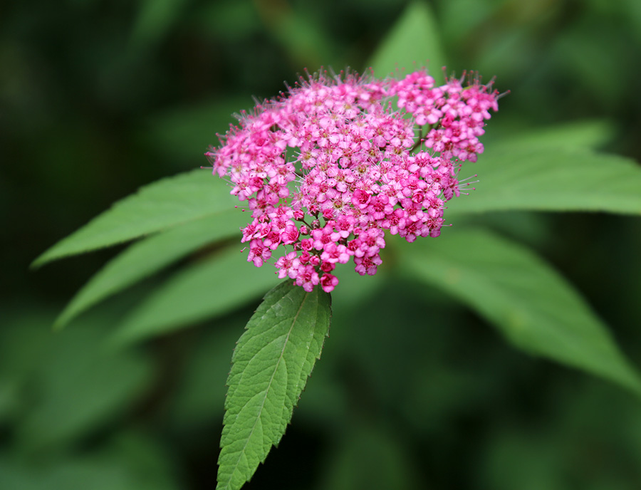 Image of Spiraea japonica specimen.