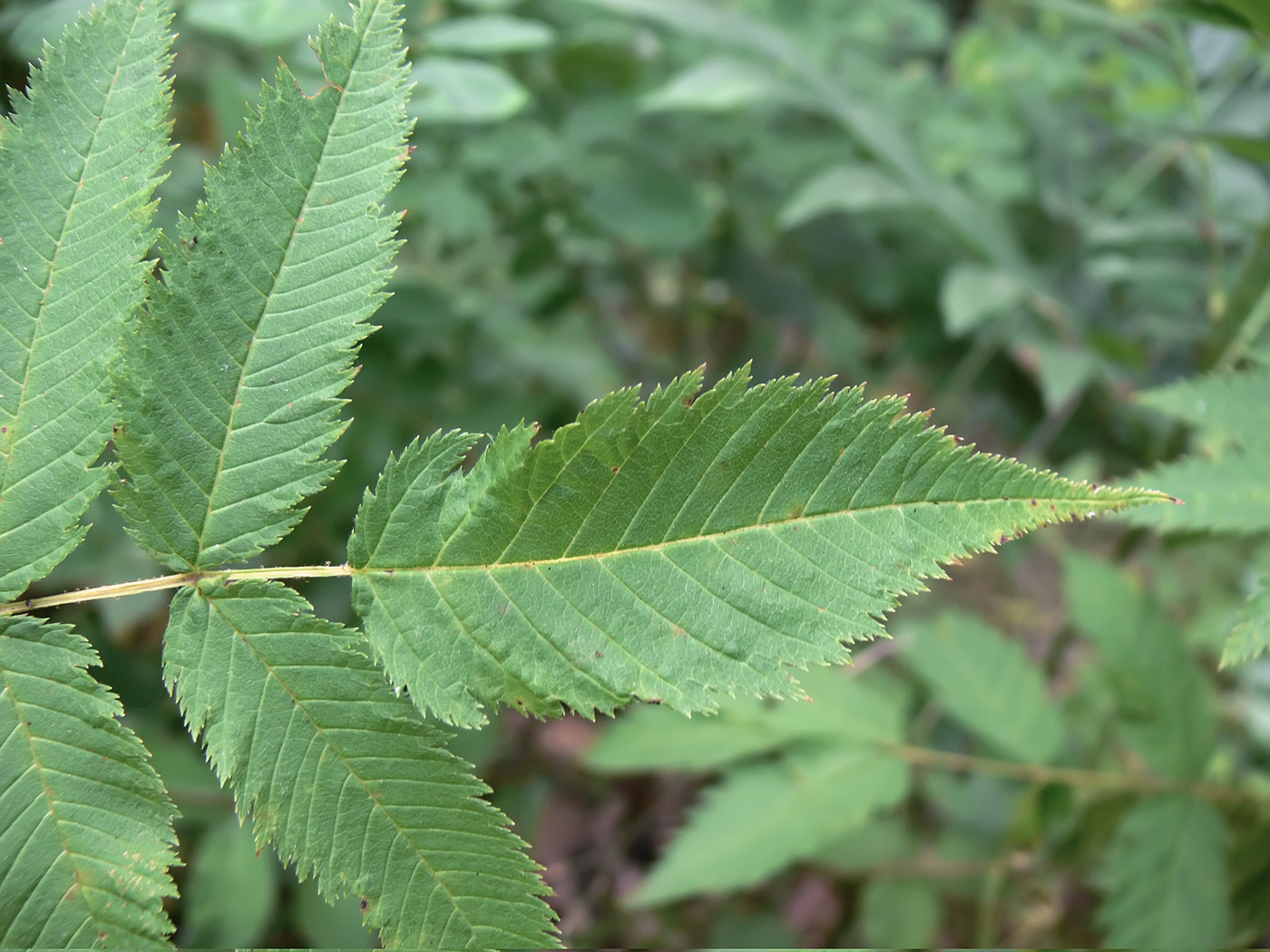 Изображение особи Sorbaria sorbifolia.