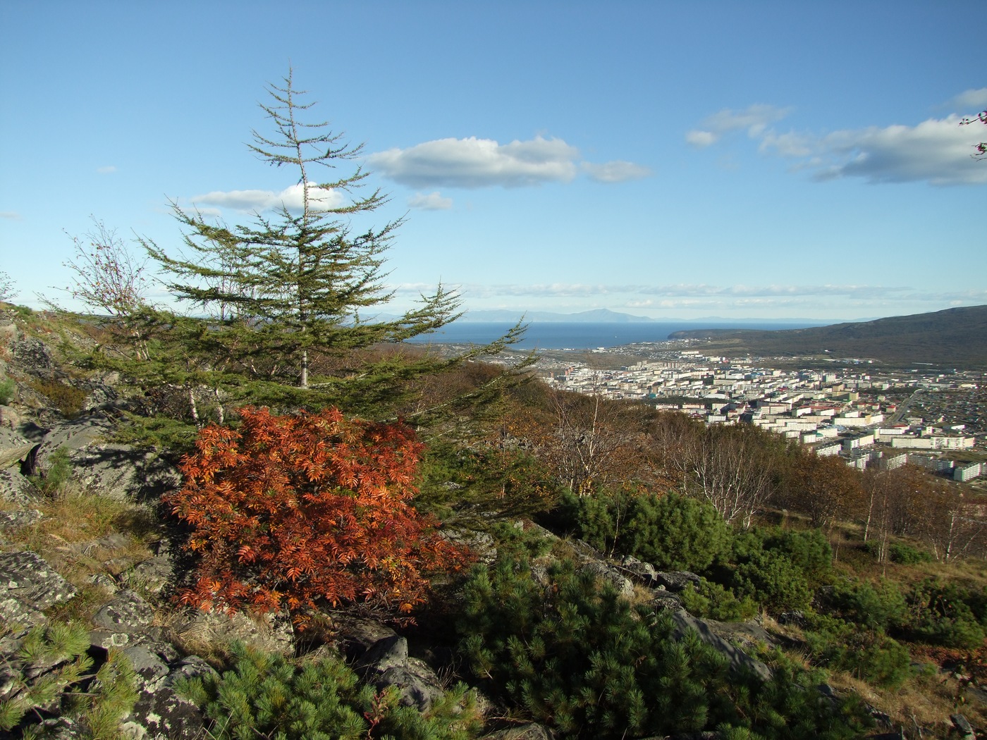 Изображение особи Sorbus sambucifolia.