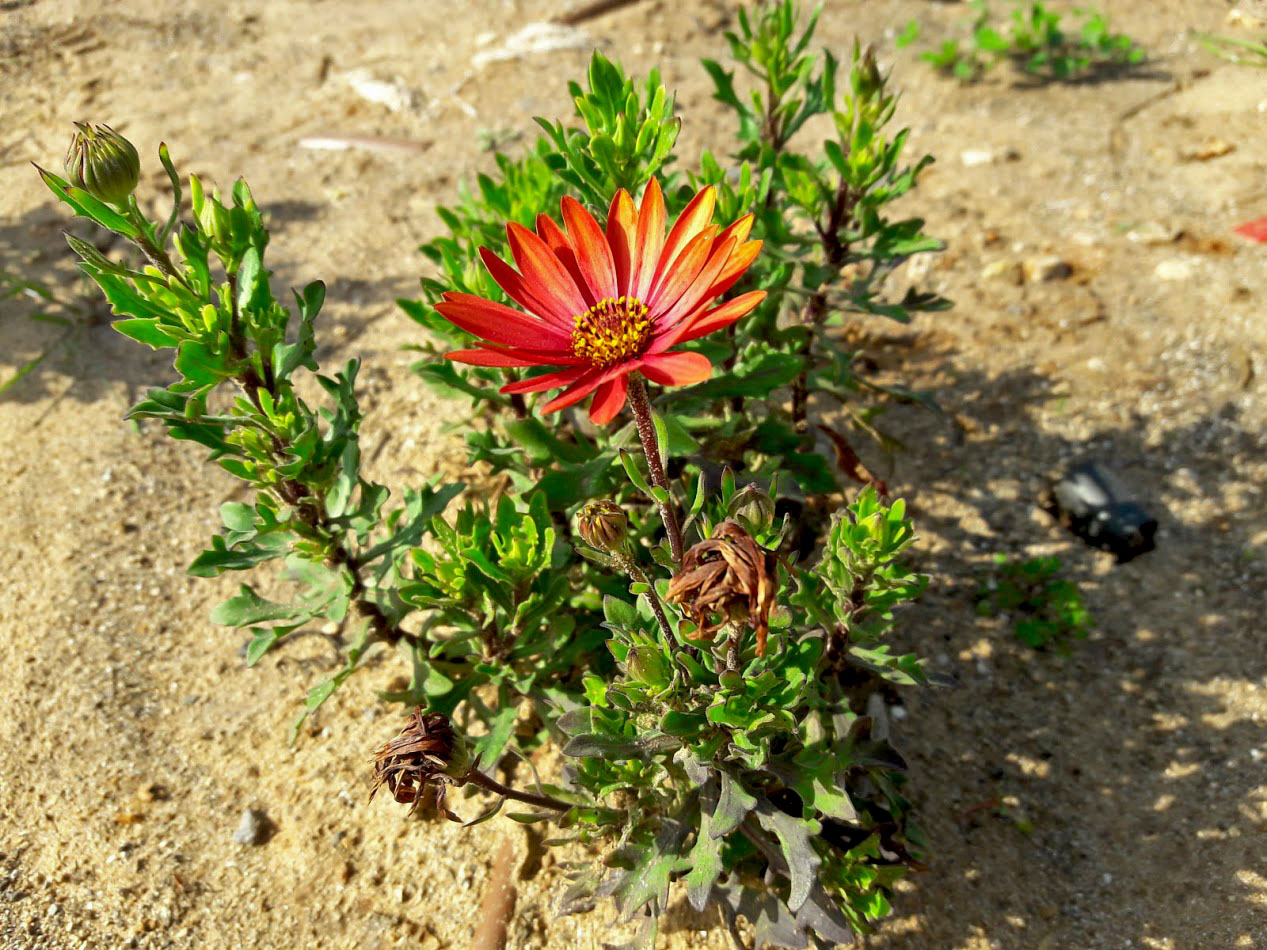 Изображение особи Dimorphotheca ecklonis.