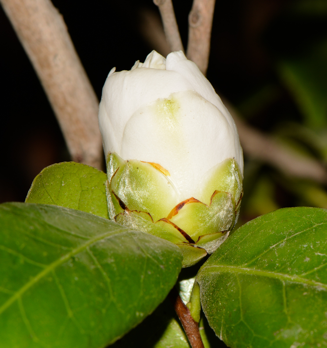 Image of Camellia japonica specimen.