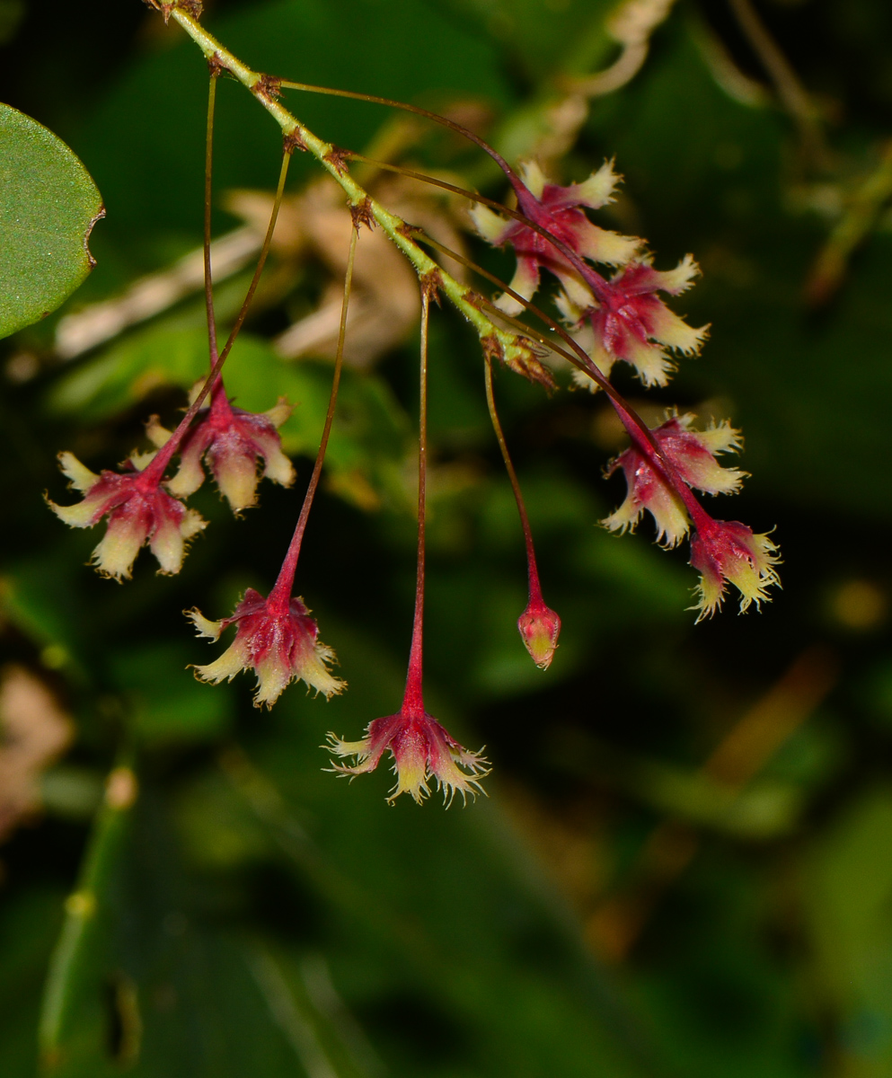 Изображение особи Phyllanthus pulcher.