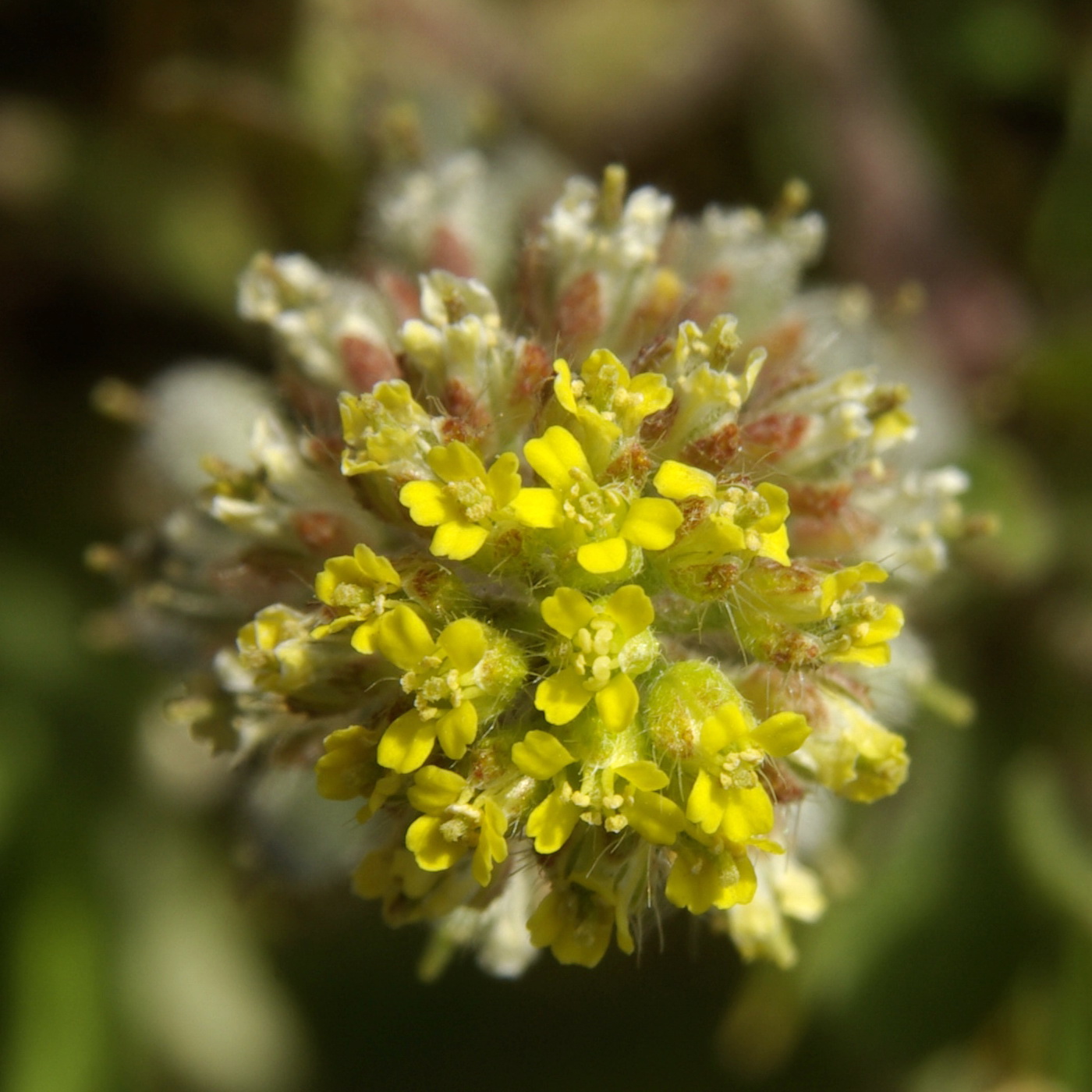 Изображение особи Alyssum simplex.