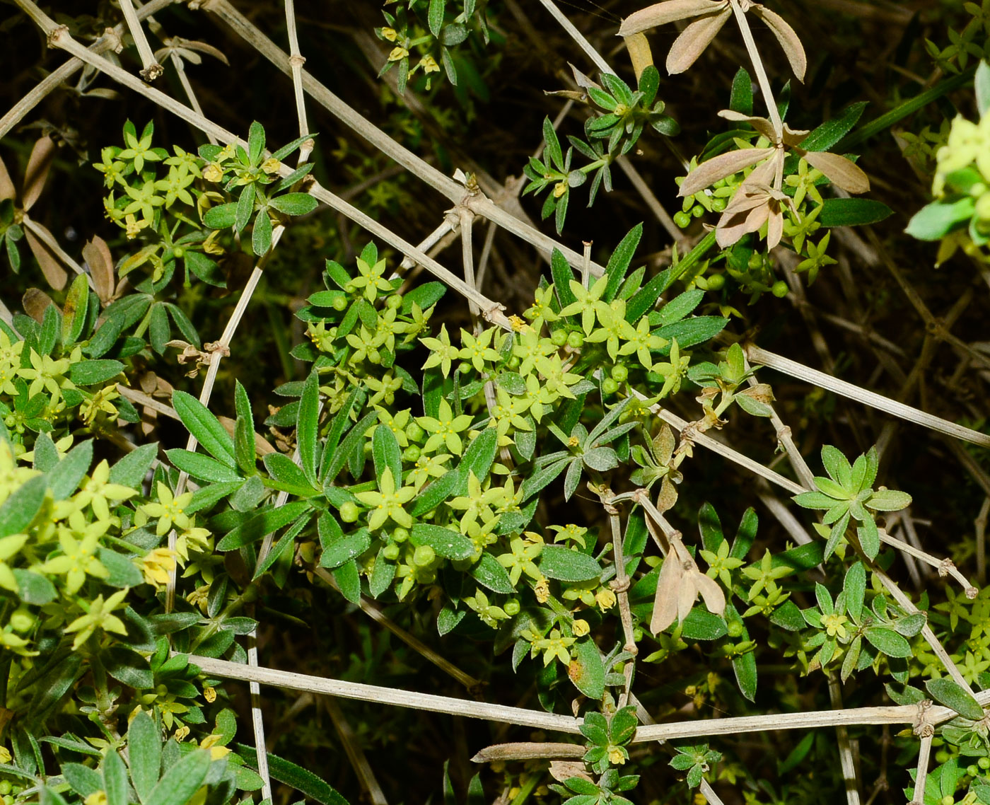 Изображение особи Rubia tenuifolia.