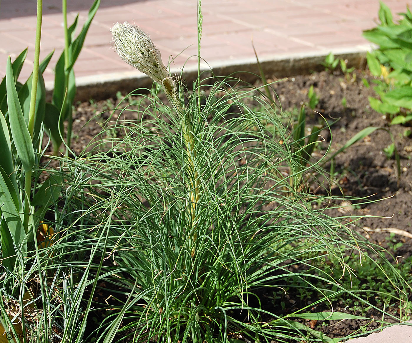 Image of Asphodeline taurica specimen.