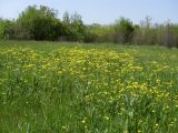 Senecio vernalis. Аспект цветущих растений. Ростовская обл., окр. г. Азов, залежь. 05.05.2017.