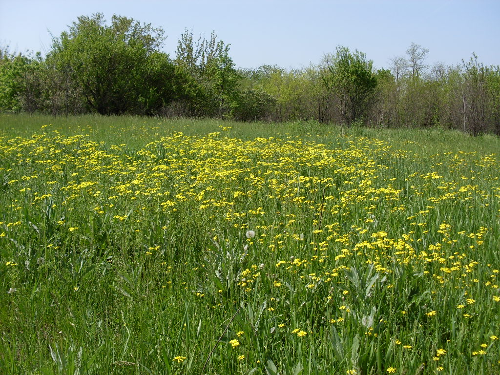 Image of Senecio vernalis specimen.