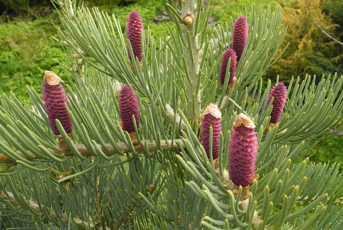 Image of Abies concolor specimen.