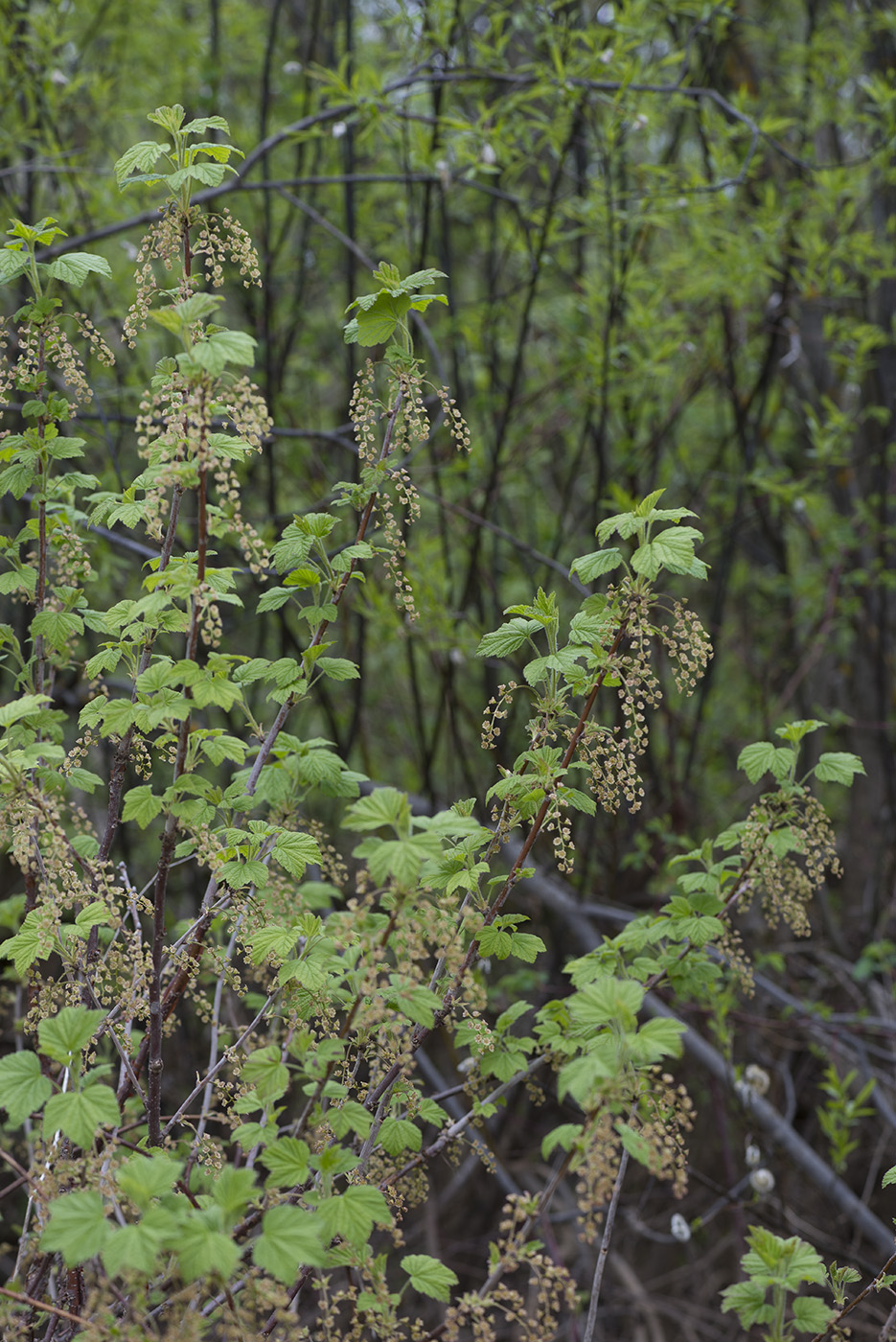 Изображение особи Ribes spicatum.