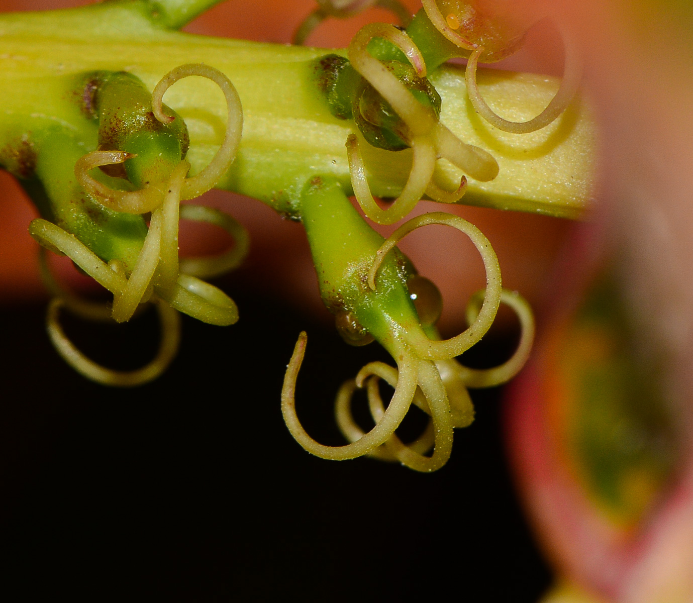 Изображение особи Codiaeum variegatum.