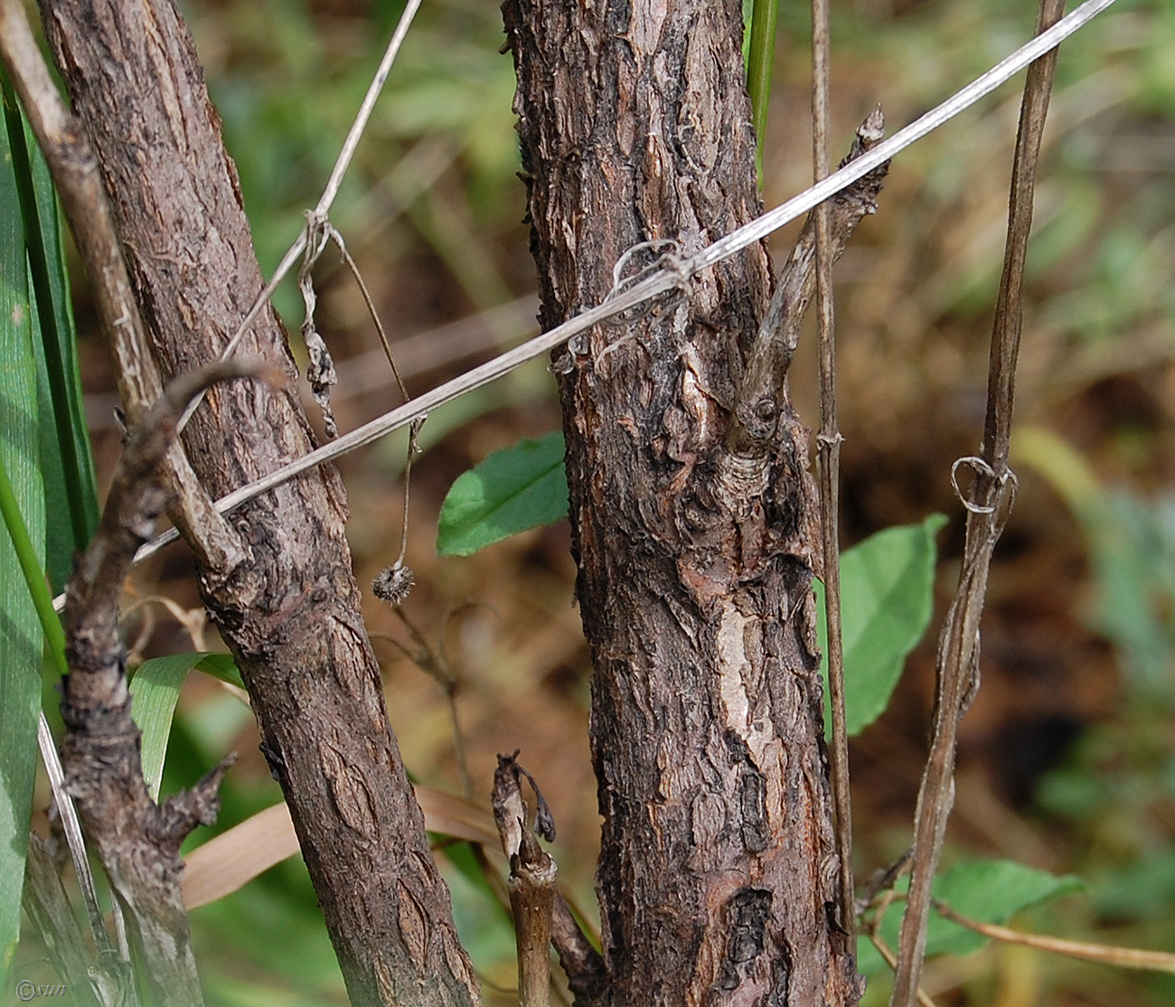 Image of Paeonia suffruticosa specimen.