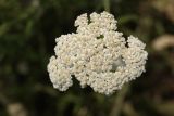 Achillea millefolium