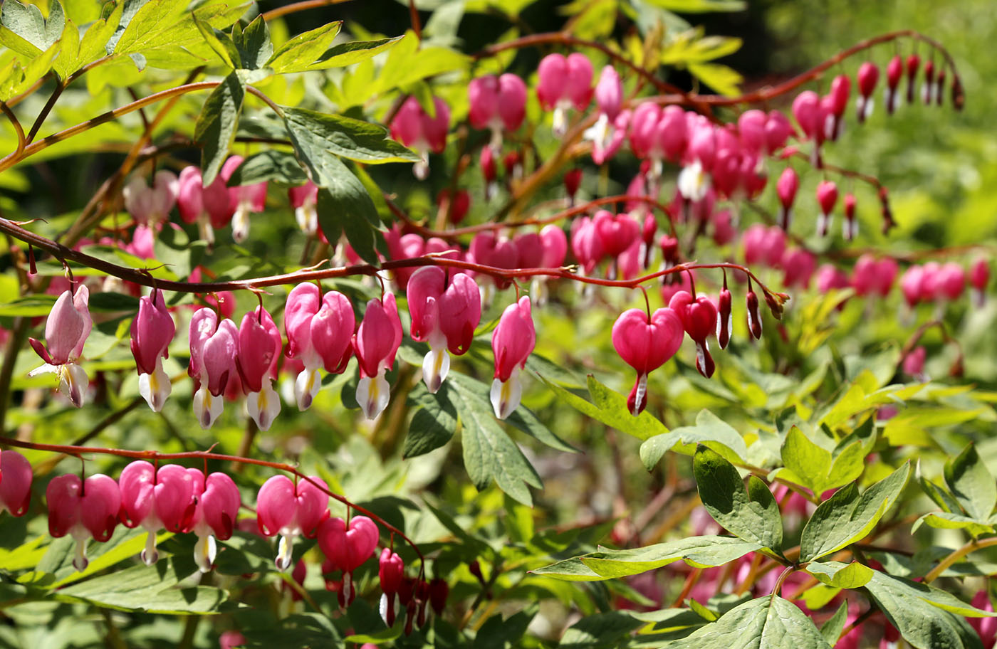 Изображение особи Dicentra spectabilis.