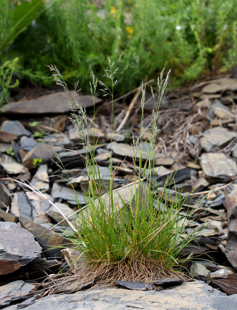 Image of Festuca rubra specimen.