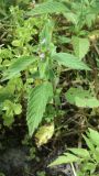 Galeopsis tetrahit
