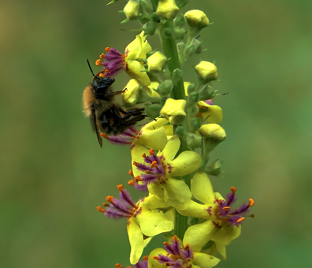 Image of Verbascum nigrum specimen.