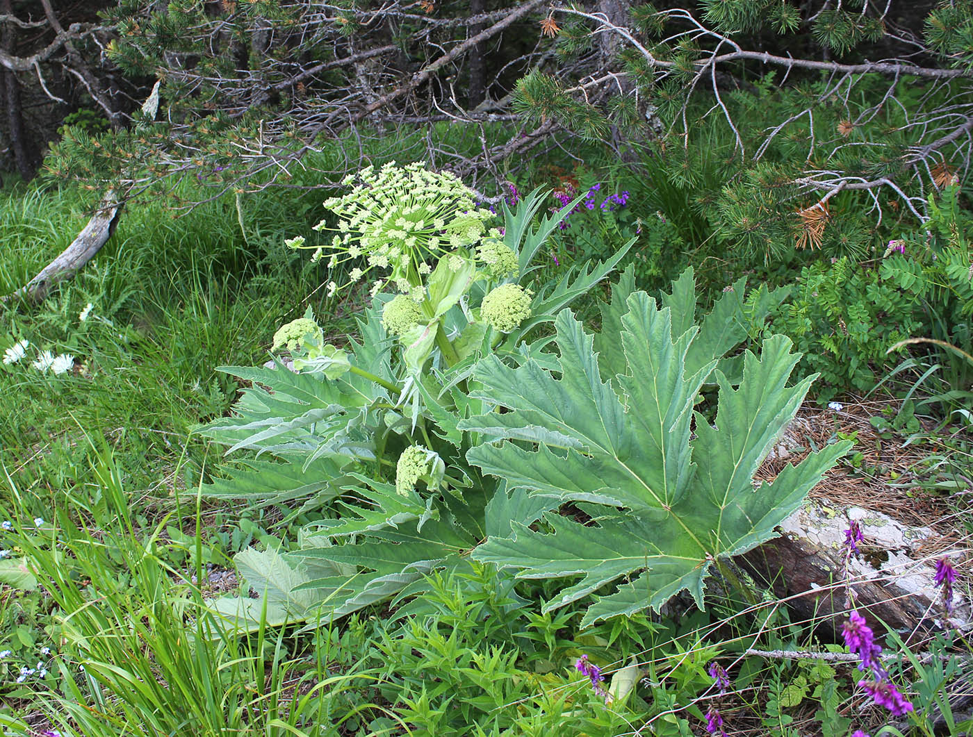 Изображение особи Heracleum leskovii.