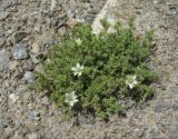 Minuartia inamoena