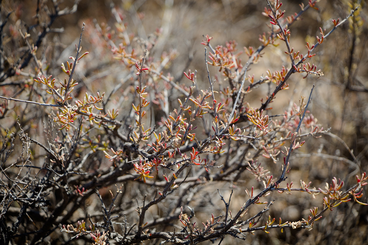 Изображение особи Salsola arbusculiformis.