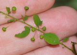 Phyllanthus rotundifolius. Часть побега с плодами. Израиль, Шарон, г. Тель-Авив, ботанический сад университета, сорное. 23.08.2017.