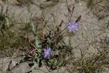 Lactuca tatarica