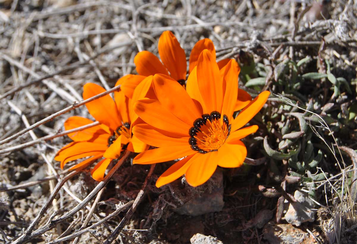 Image of Gazania krebsiana specimen.