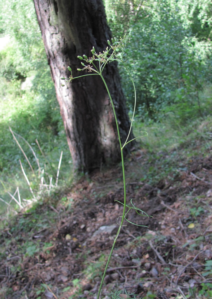 Image of Seseli alpinum specimen.