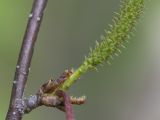 Image of taxon representative. Author is Владимир Брюхов
