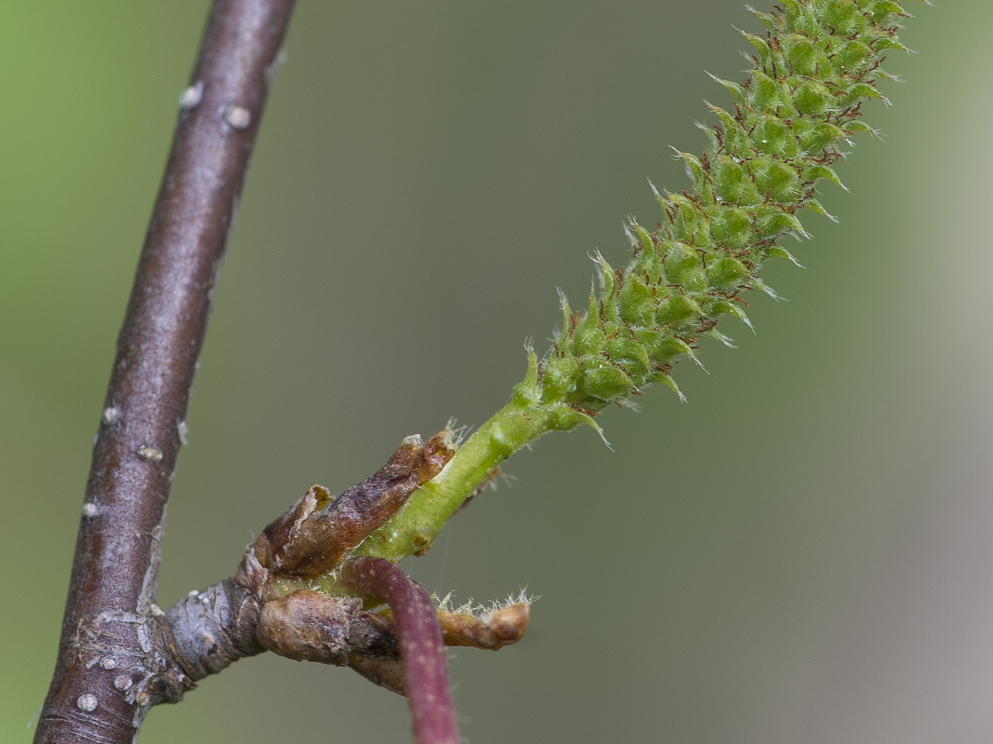 Image of Betula &times; aurata specimen.