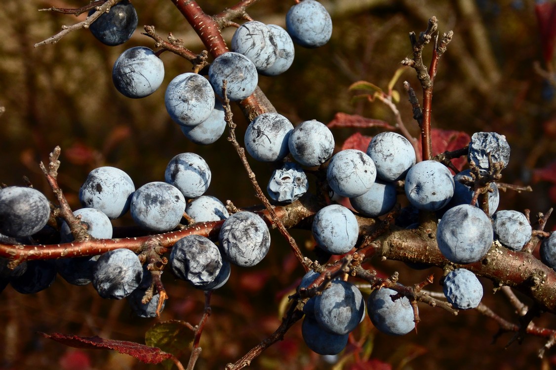 Изображение особи Prunus stepposa.