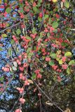 Cotoneaster soongoricus. Часть кроны плодоносящего кустарника. Узбекистан, Ташкентская обл., зап. отр. Чаткальского хр., левый склон р. Галвасай, окр. кишлака Учтерак. 25.09.2017.