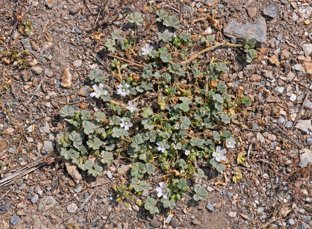 Image of Malva neglecta specimen.