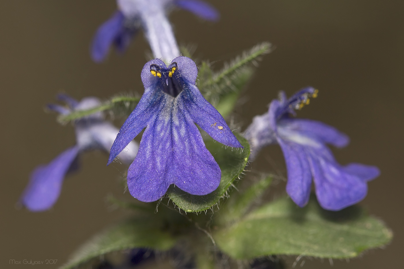 Изображение особи Ajuga genevensis.