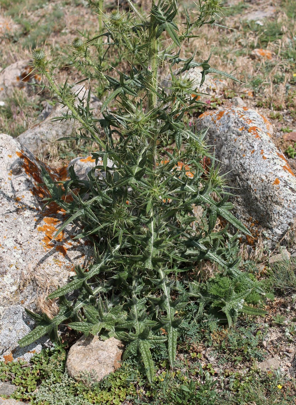 Изображение особи Cirsium vulgare.