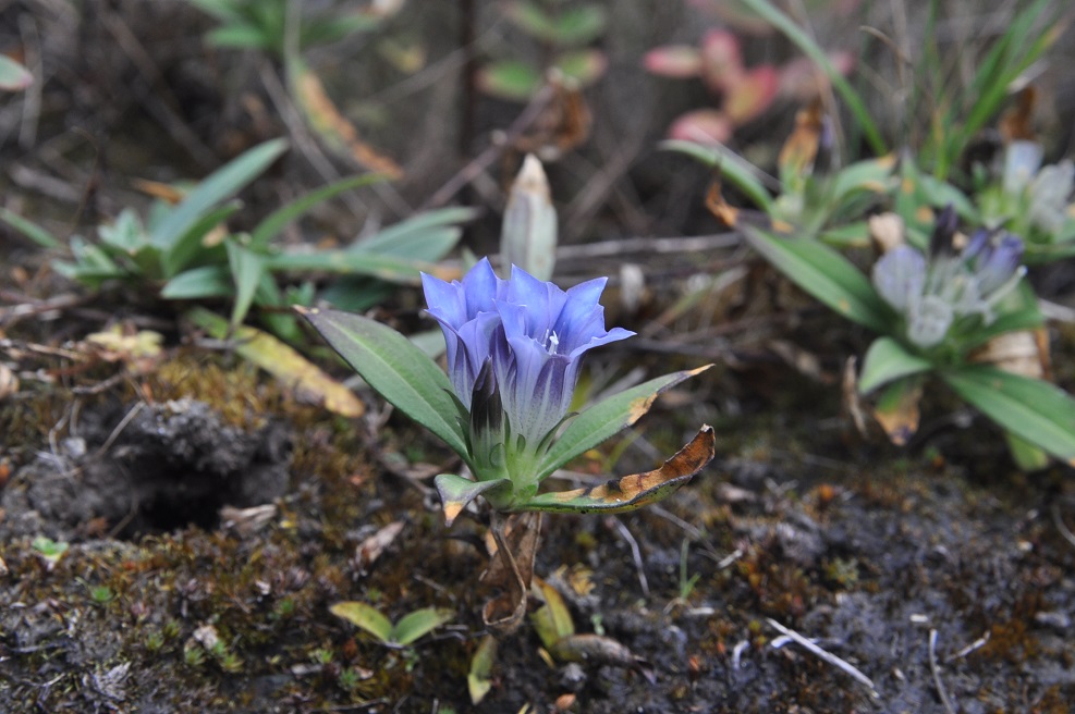 Изображение особи род Gentiana.