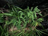 Asplenium viride. Группа спороносящих растений. Красноярский край, Шушенский р-н, национальный парк \"Шушенский Бор\", Западный Саян, хребет Борус, урочище \"Пелехова\", расщелина скалы северо-западной экспозиции. 24.07.2015.