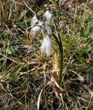 Eriophorum angustifolium. Плодоносящее растение. Коми, Интинский р-н, Приполярный Урал, хр. Малдынырд, левый борт р. Балбанъю, приводораздельное плато, болотистый луг в истоках руч. Алькесвож. 30.07.2017.