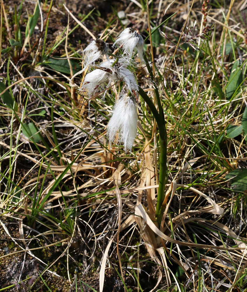 Изображение особи Eriophorum angustifolium.