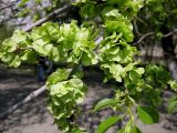 Ulmus minor