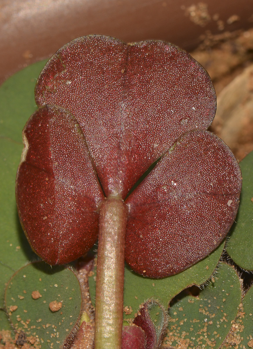 Изображение особи Oxalis luteola.