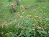 Persicaria lapathifolia. Верхняя часть плодоносящего растения. Иркутская обл., Иркутский р-н, дер. Позднякова, частный участок, сорное. 16.08.2017.