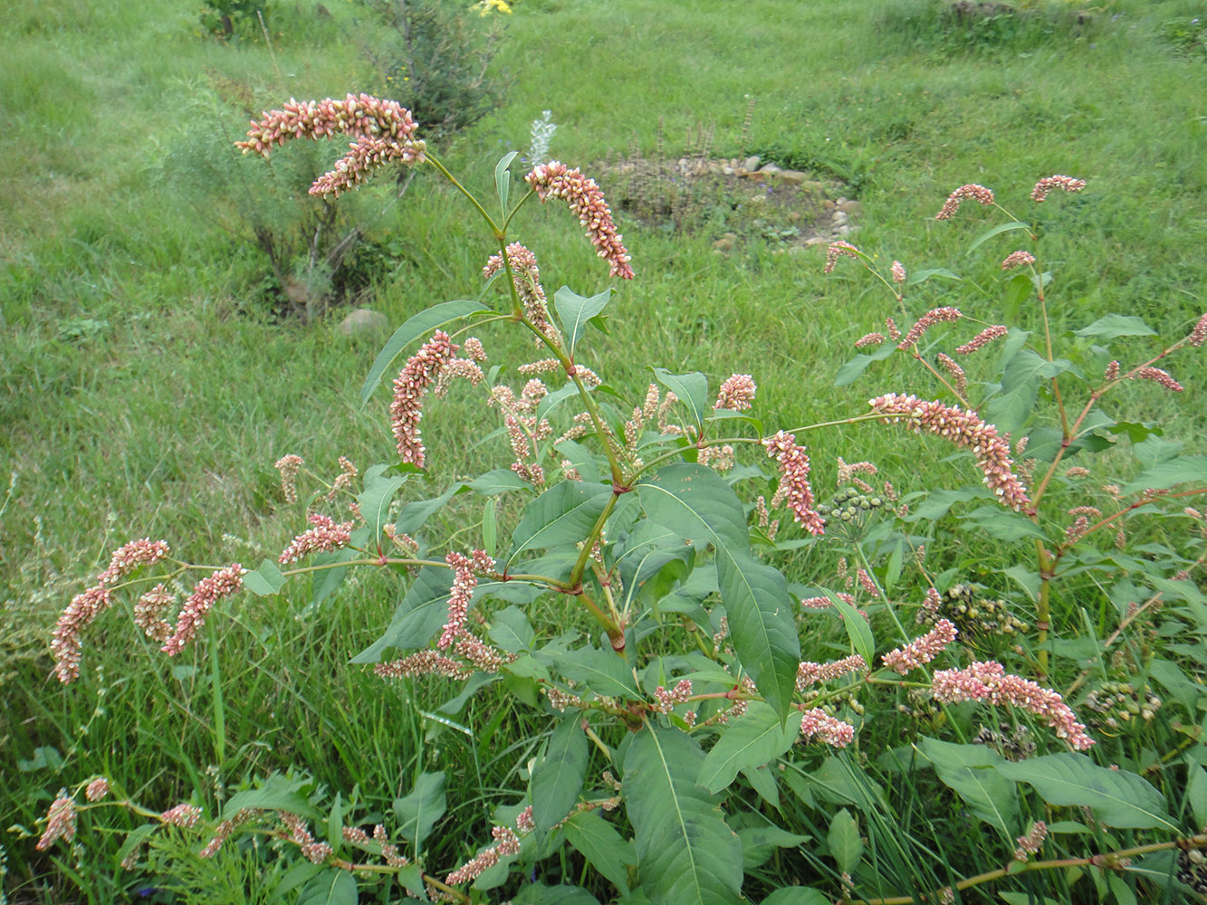 Image of Persicaria lapathifolia specimen.