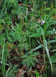 Geranium pseudosibiricum. Цветущее растение. Монголия, аймак Уверхангай, восточные отроги хребта Хангай, ≈ 2100 м н.у.м., опушка лиственничного леса. 03.06.2017.