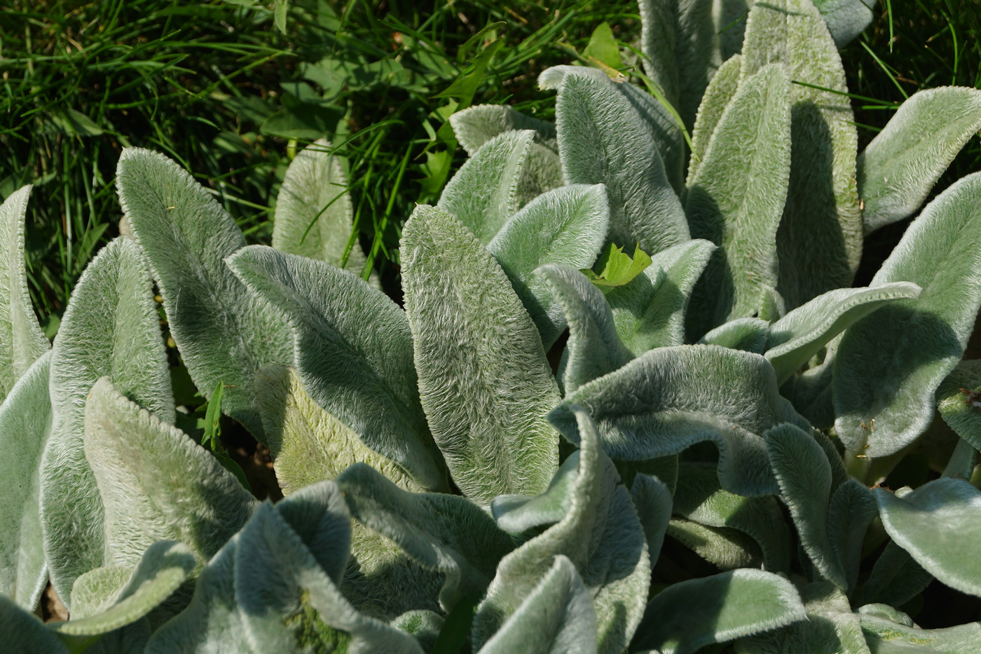 Изображение особи Stachys byzantina.