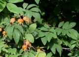 Rosa amblyotis