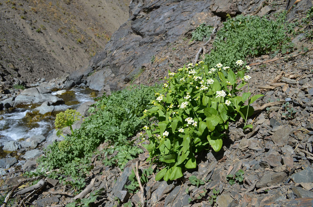 Изображение особи Eutrema integrifolium.